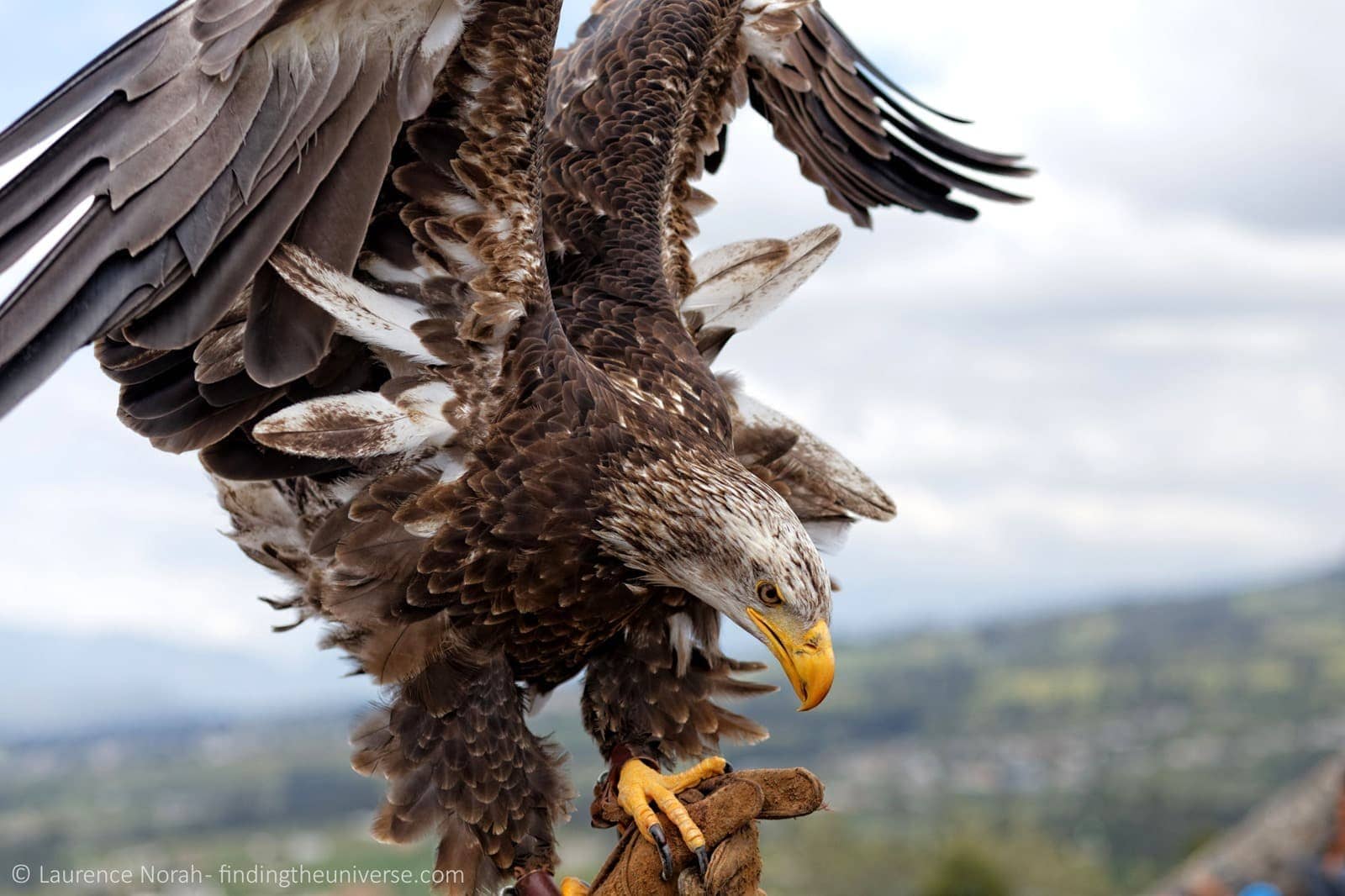 Eagle scaled Otavalo Parque Condor