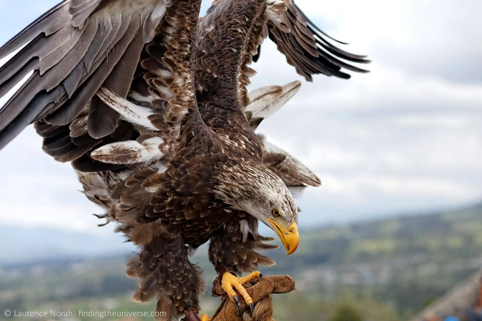 Eagle scaled Otavalo Parque Condor Eagle scaled Otavalo Parque Condor