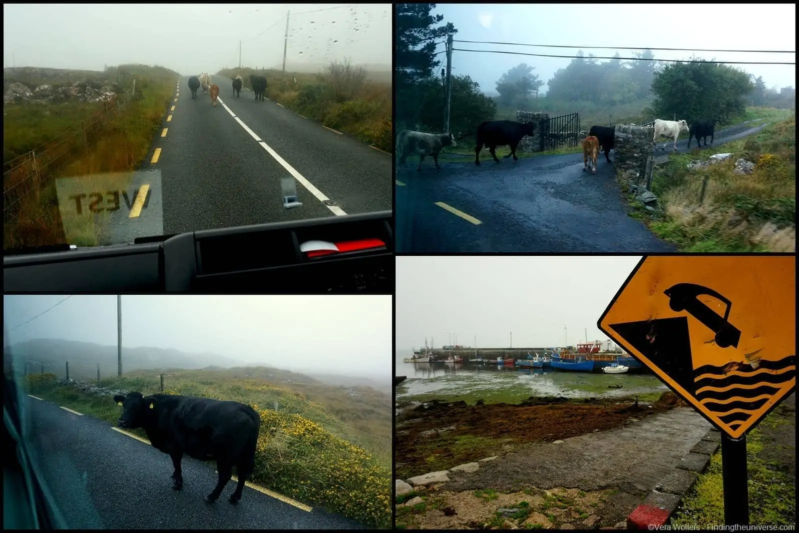 Cow jam - Connemara, Ireland Cow jam - Connemara, Ireland