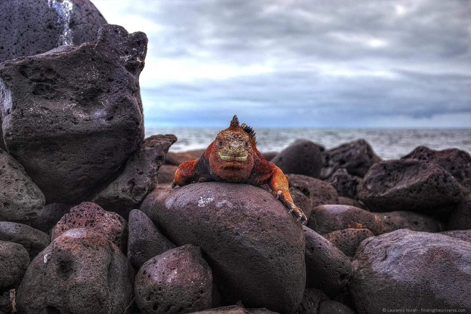 HDR Iguana 