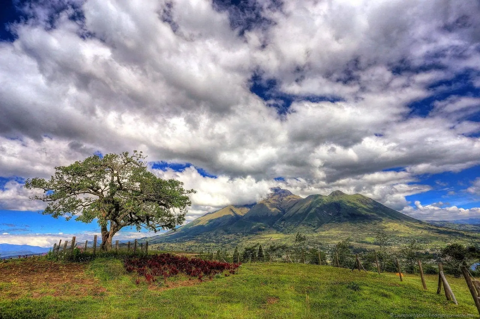 Otavalo sacred tree el lechero