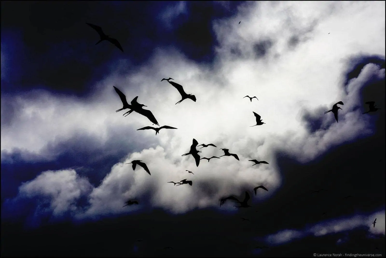 Frigate birds against clouds edit 3
