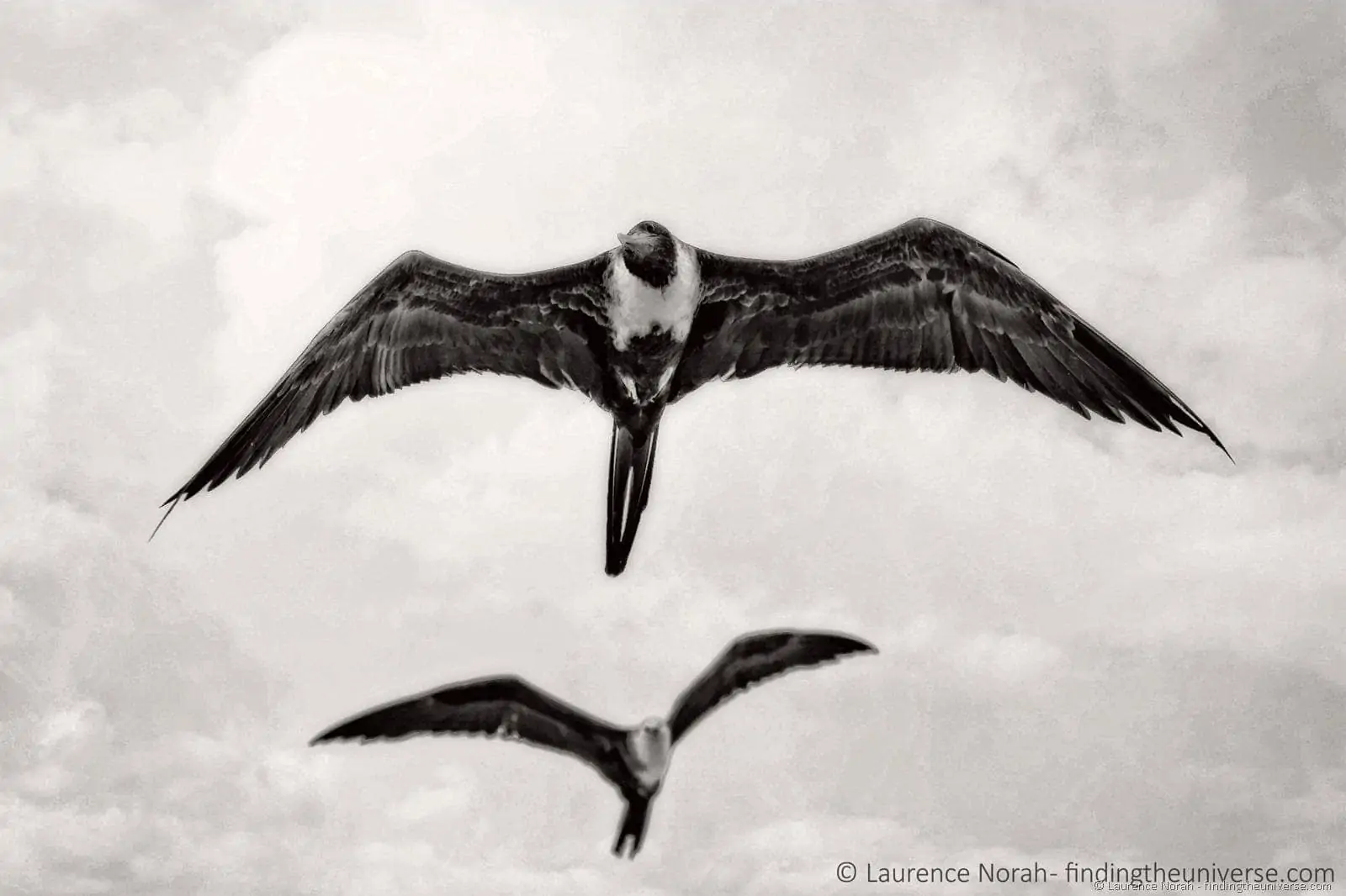 Frigate birds looking at me 2 scaled