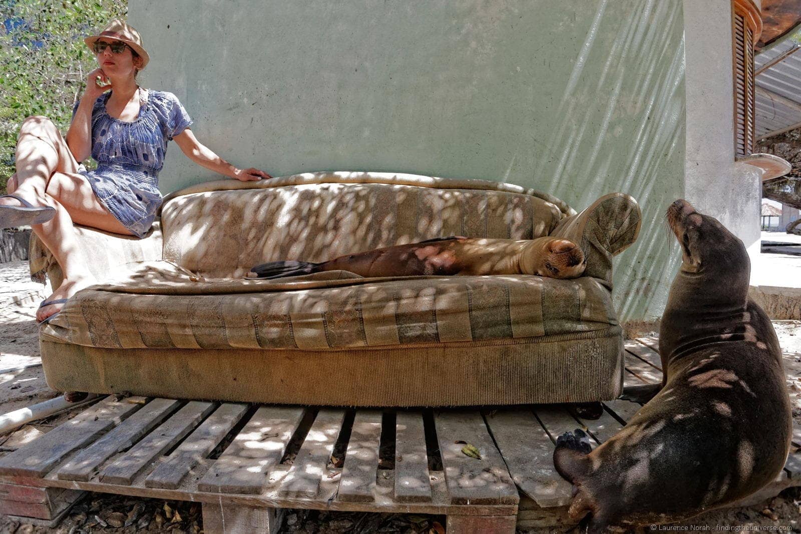 Joey and the sea lion Galapagos Ecuador sofa