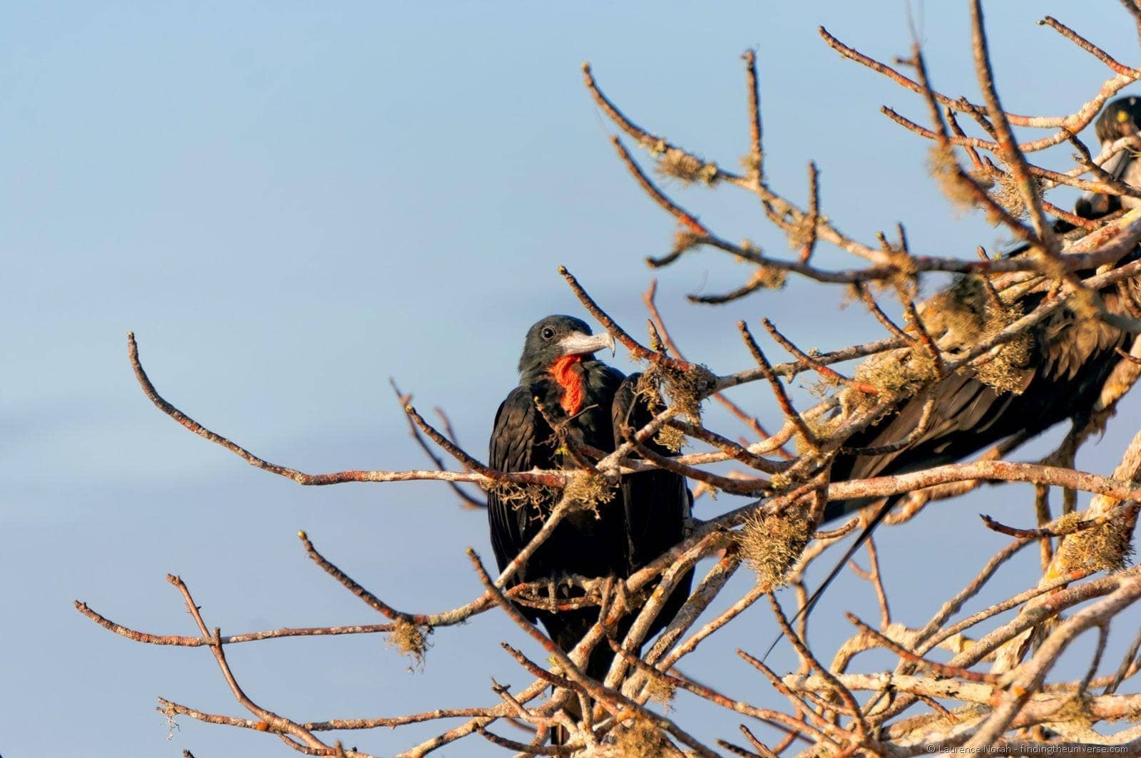 male frigate bird roosting in tree