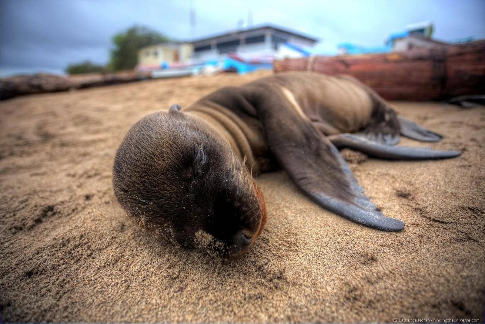 sleeping baby sea lion sleeping baby sea lion