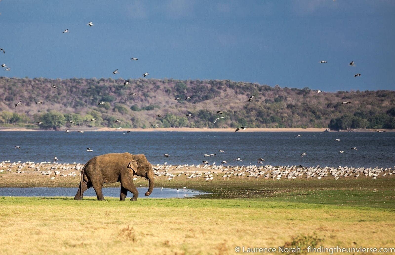 Elephant minneriya national park sri lanka scaled