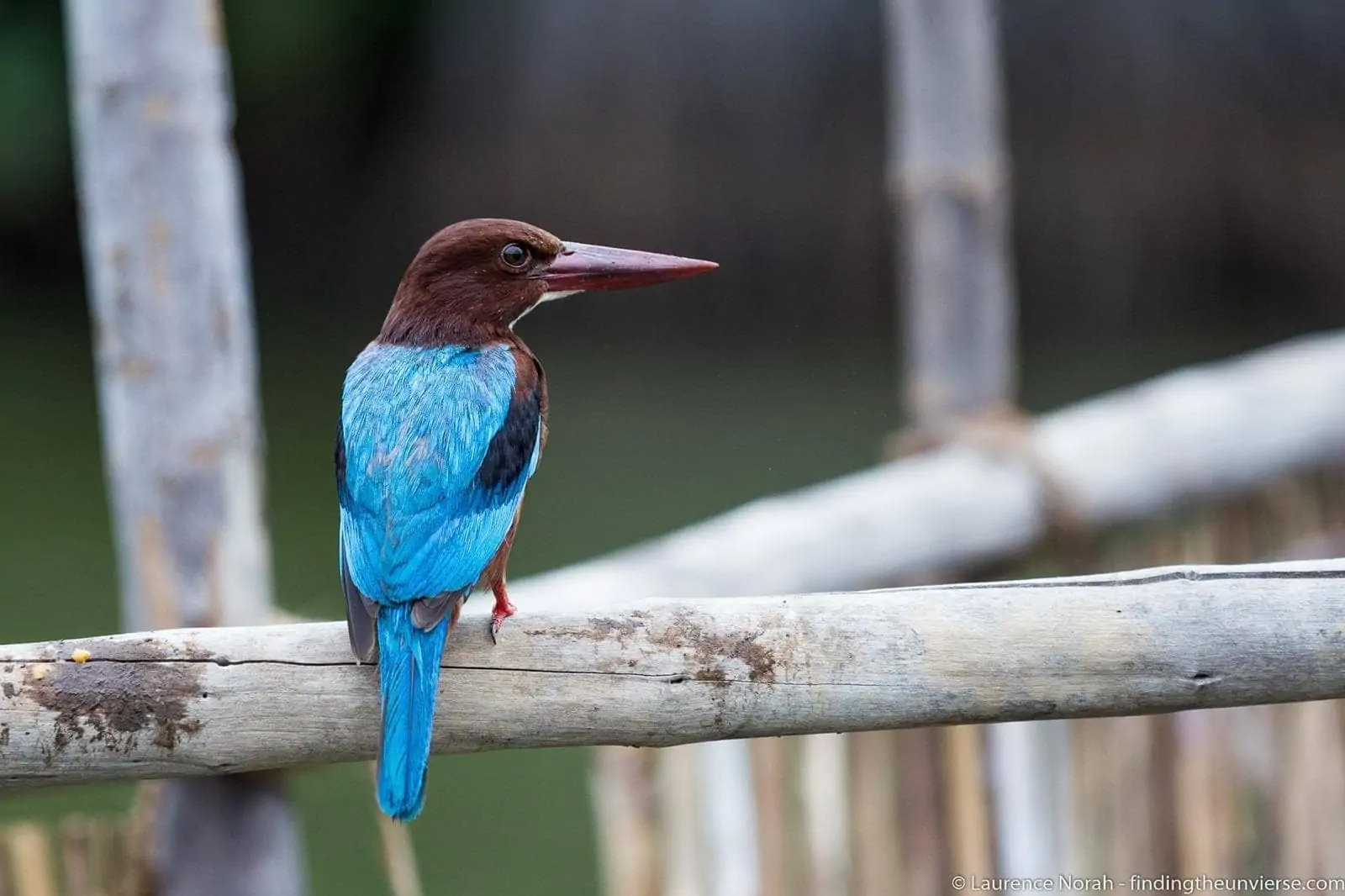 King fisher Sri Lanka scaled King fisher Sri Lanka scaled
