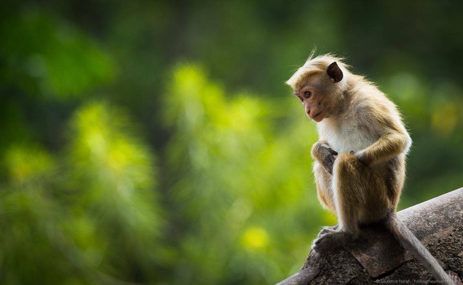 Monkey on roof Sri Lanka