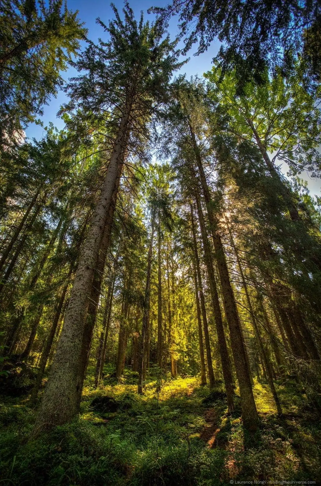 Finland trees forest light Finland trees forest light