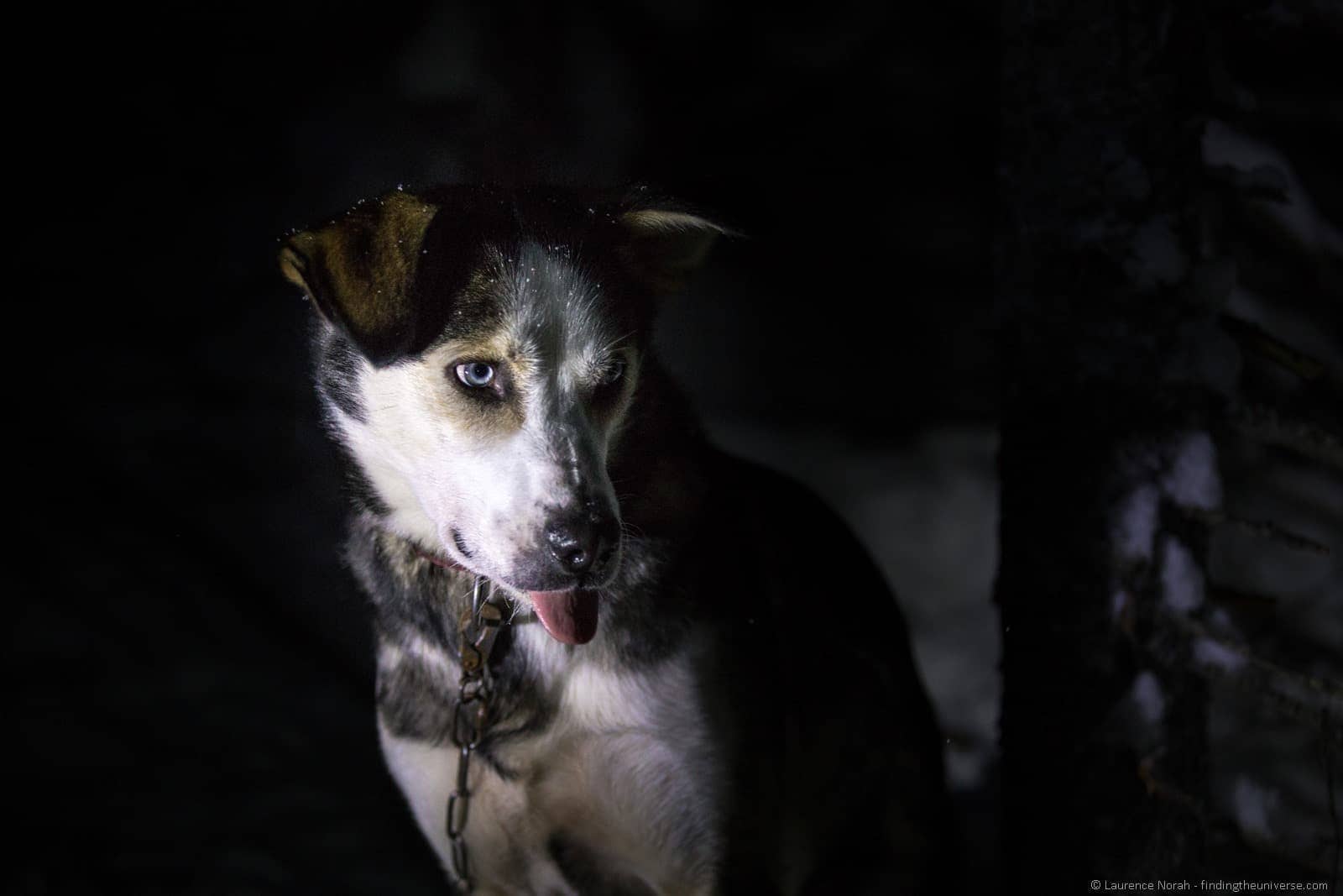 Husky dog at night after run