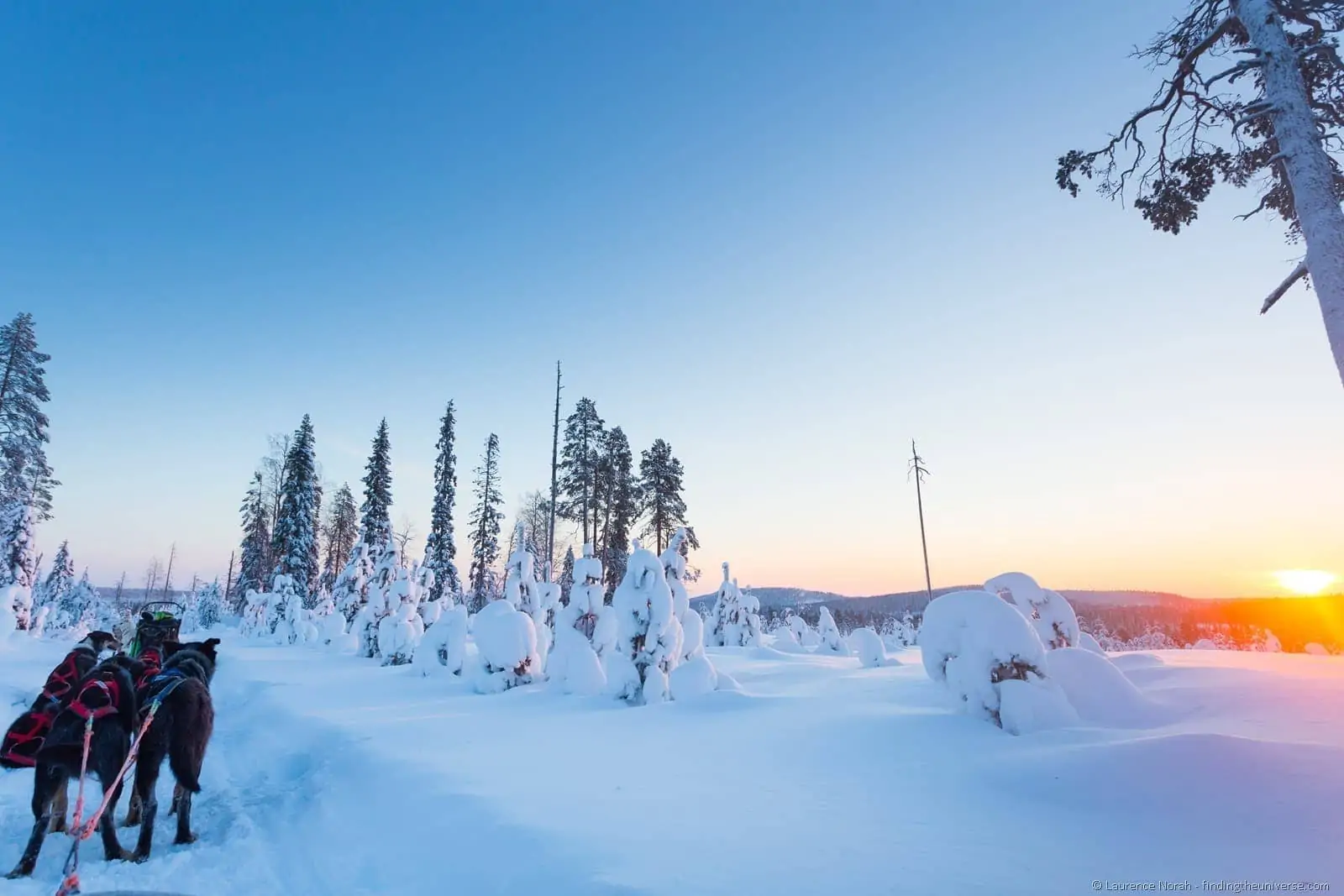 husky dogs sunset finland lapland (2)