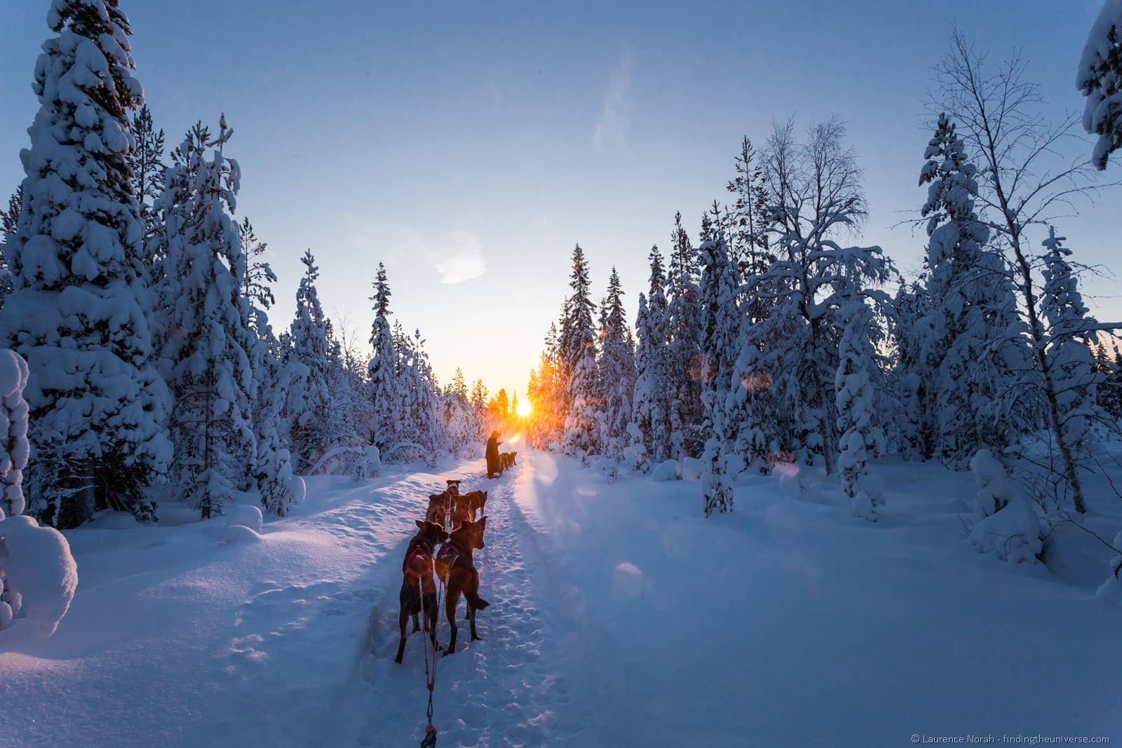 Dog Sledding in Lapland