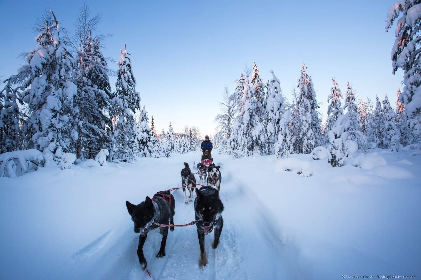 husky252520sledding252520in252520lapland25255B725255D