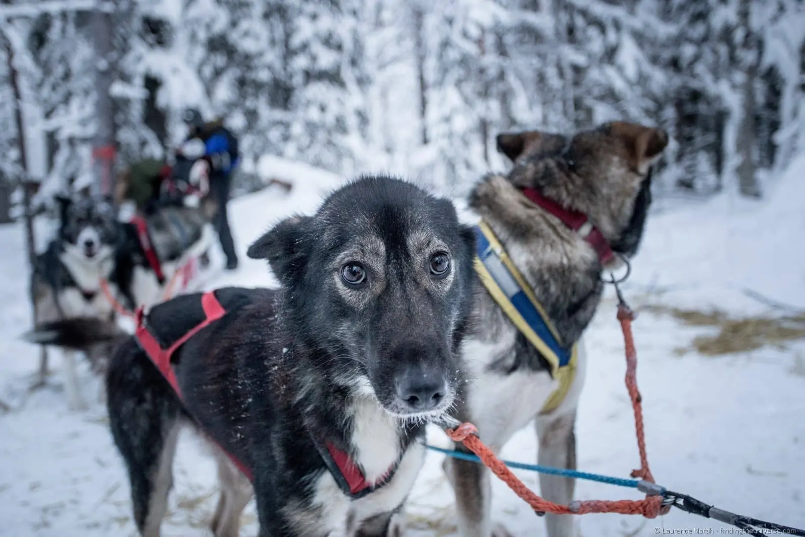 young husky attached to sled finland lapland