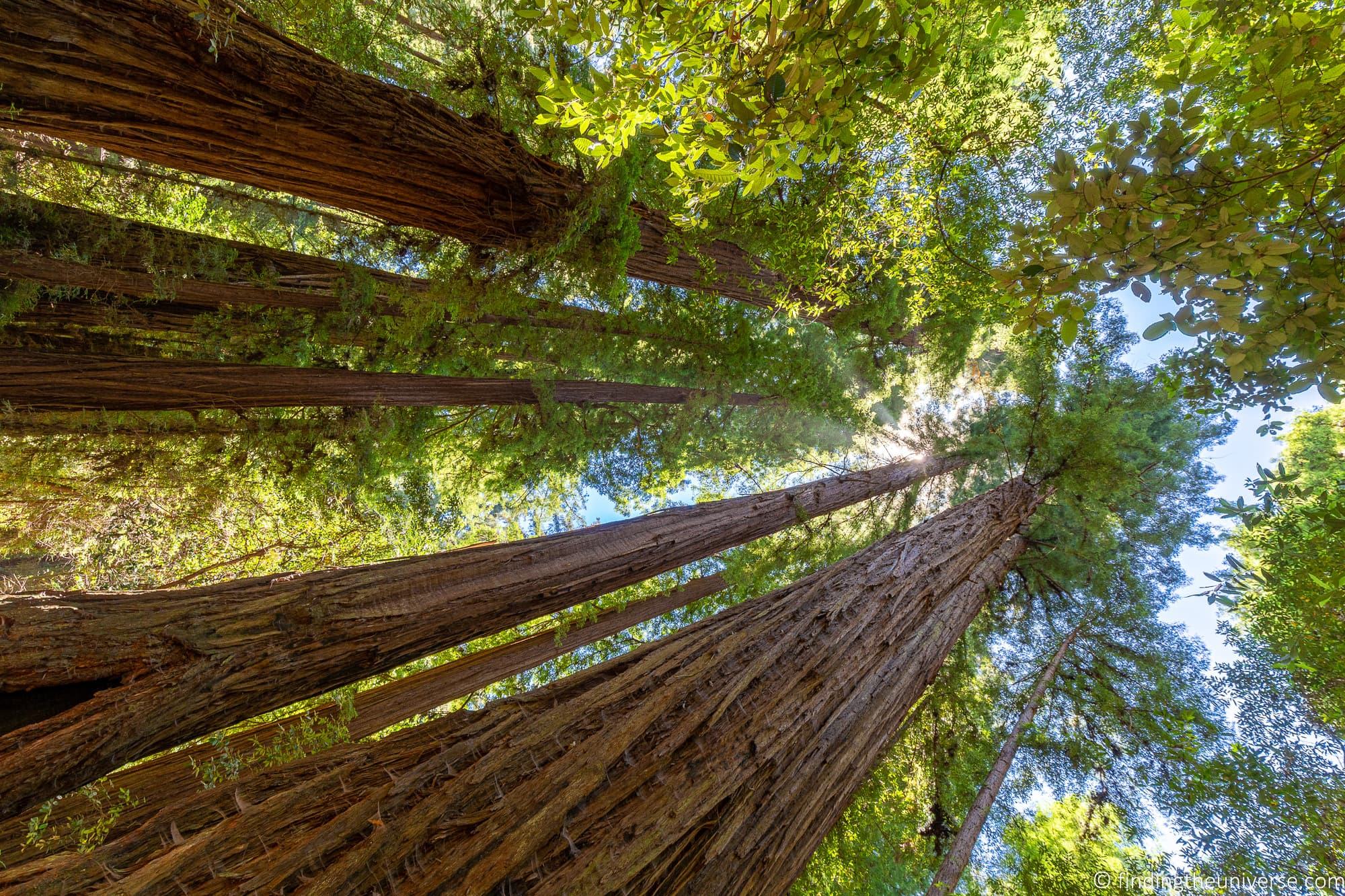 Redwoods Santa Cruz