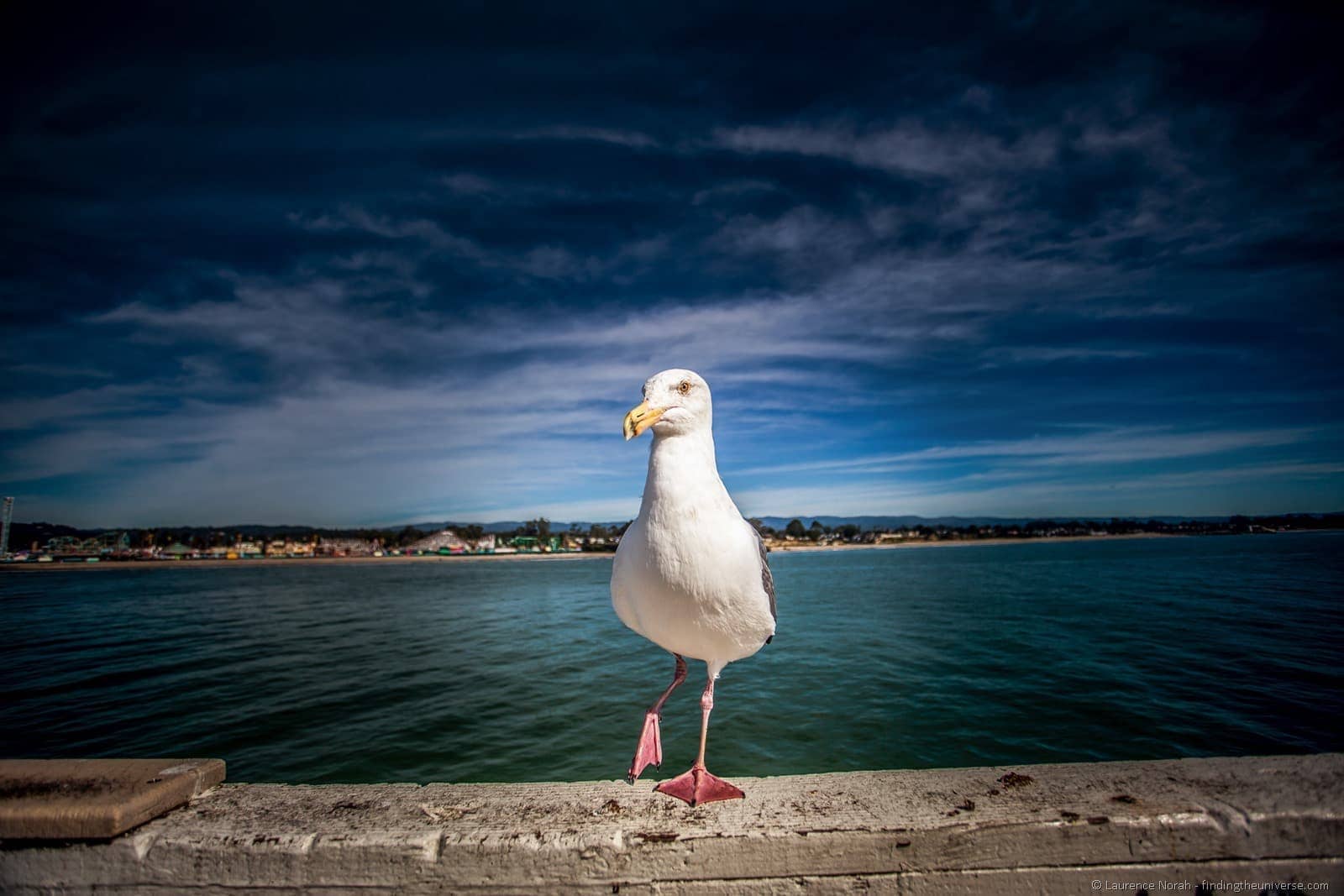 gull beach california