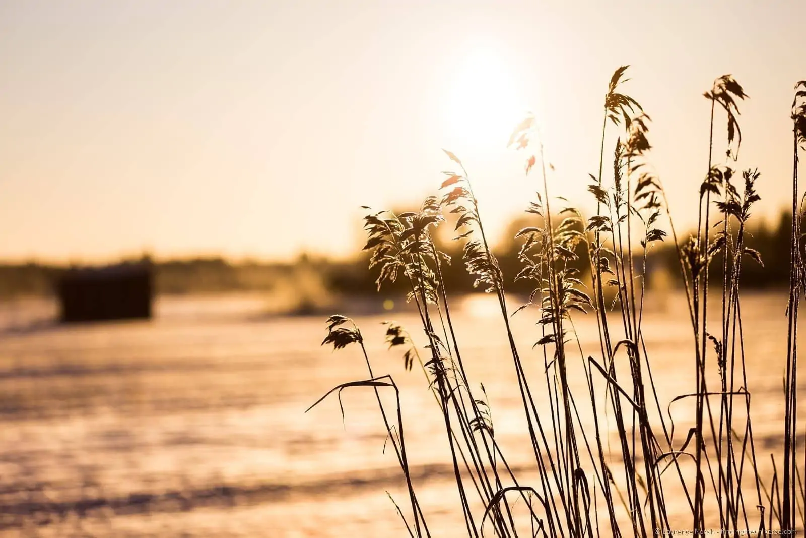 Reeds Finland Oulu bird watching Reeds Finland Oulu bird watching