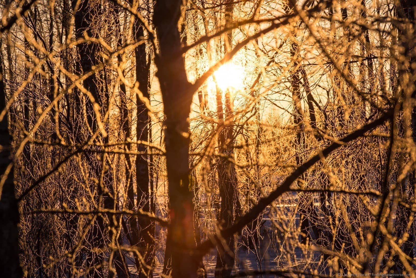golden light through frozen trees