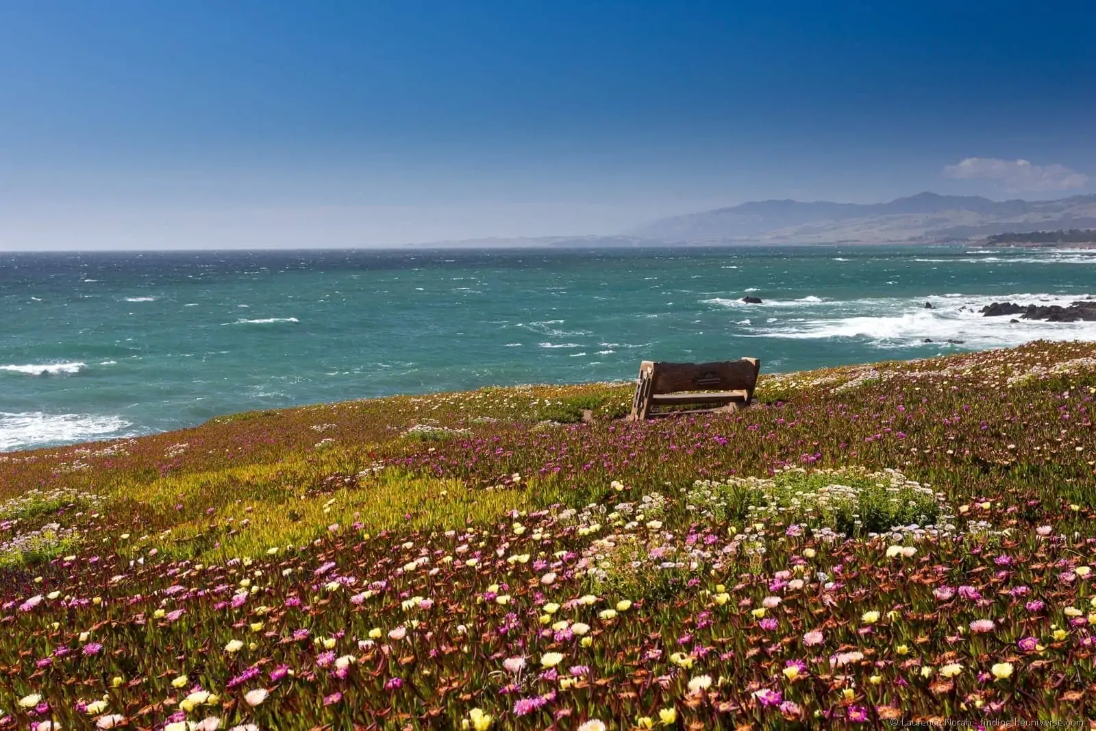 Bench on Coastal Bluff Trail Wildflowers Cambria California
