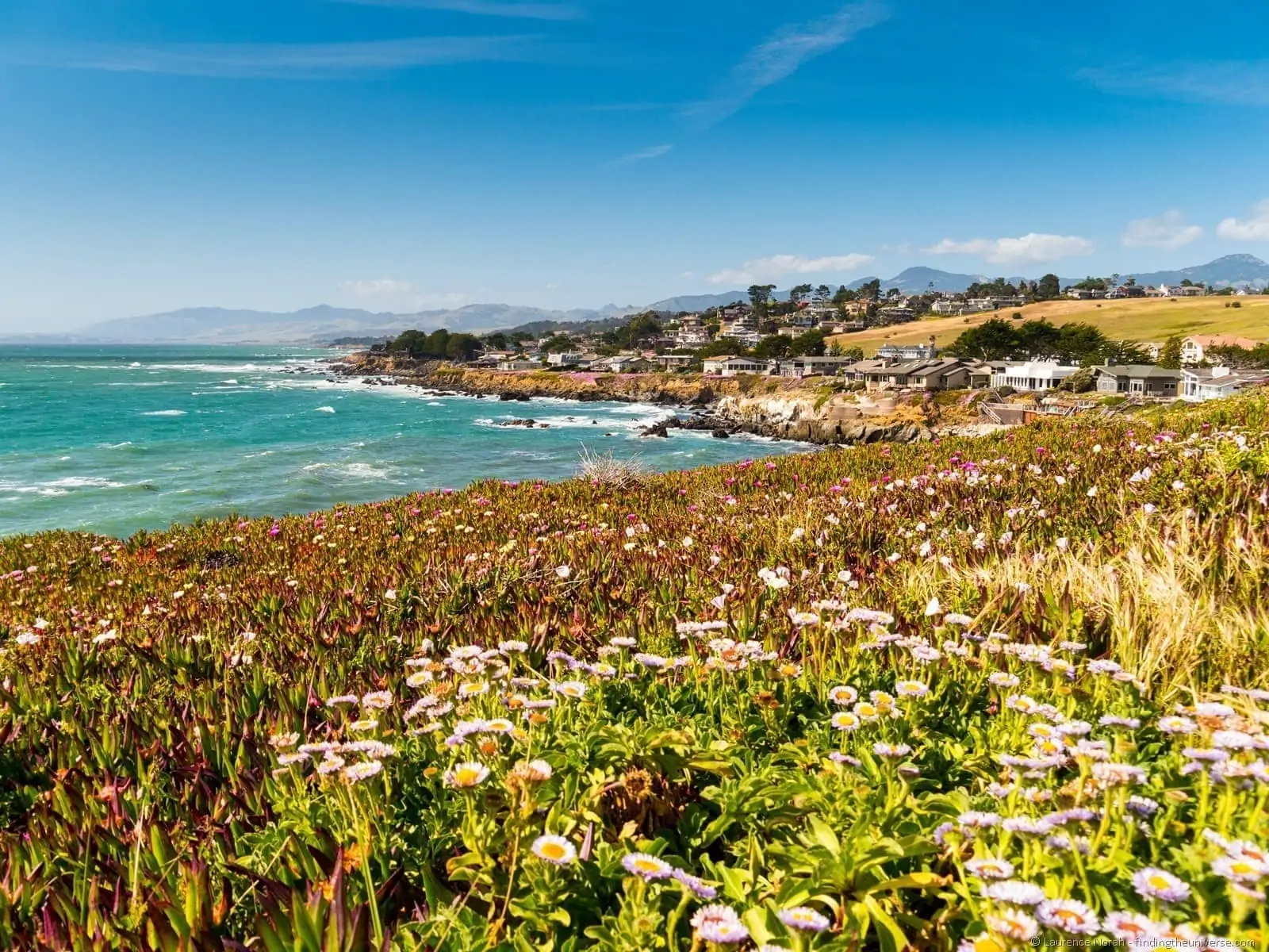 Coastal Bluff Trail Wildflowers Cambria California