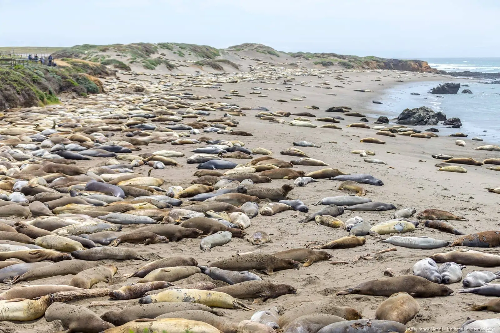 Elephant Seal Rookery Cambria California