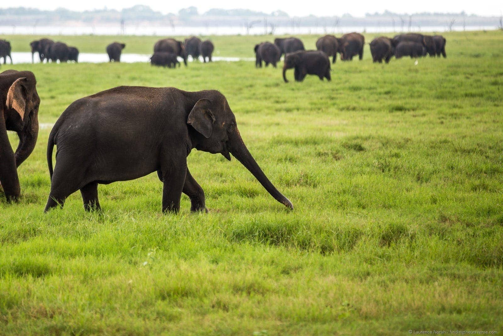 Sri Lanka two week itinerary Elephant in Sri Lanka Minneriya National Park