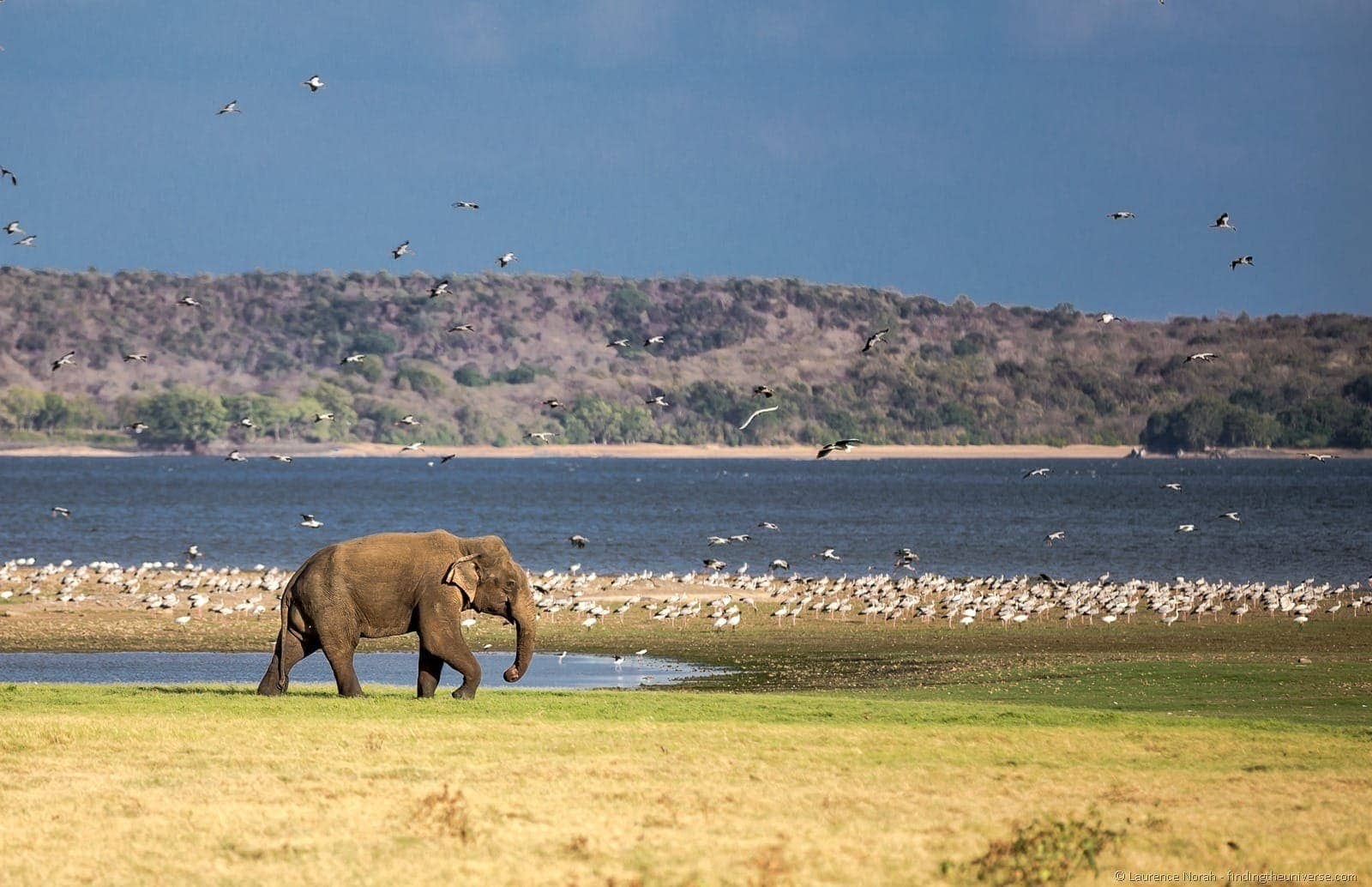 Elephant minneriya national park sri lanka