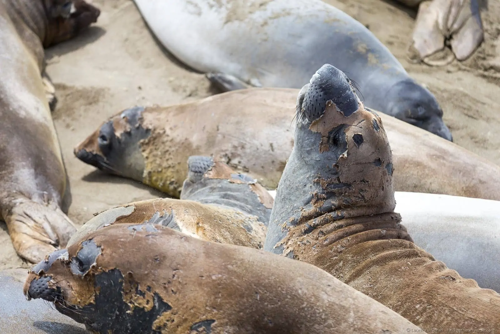 Moulting Elephant Seal Rookery Cambria California 2