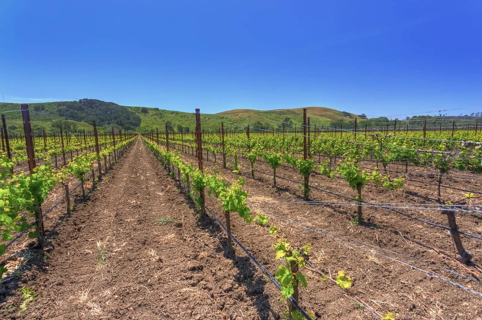 Stolo Family Vineyard Cambria California 2