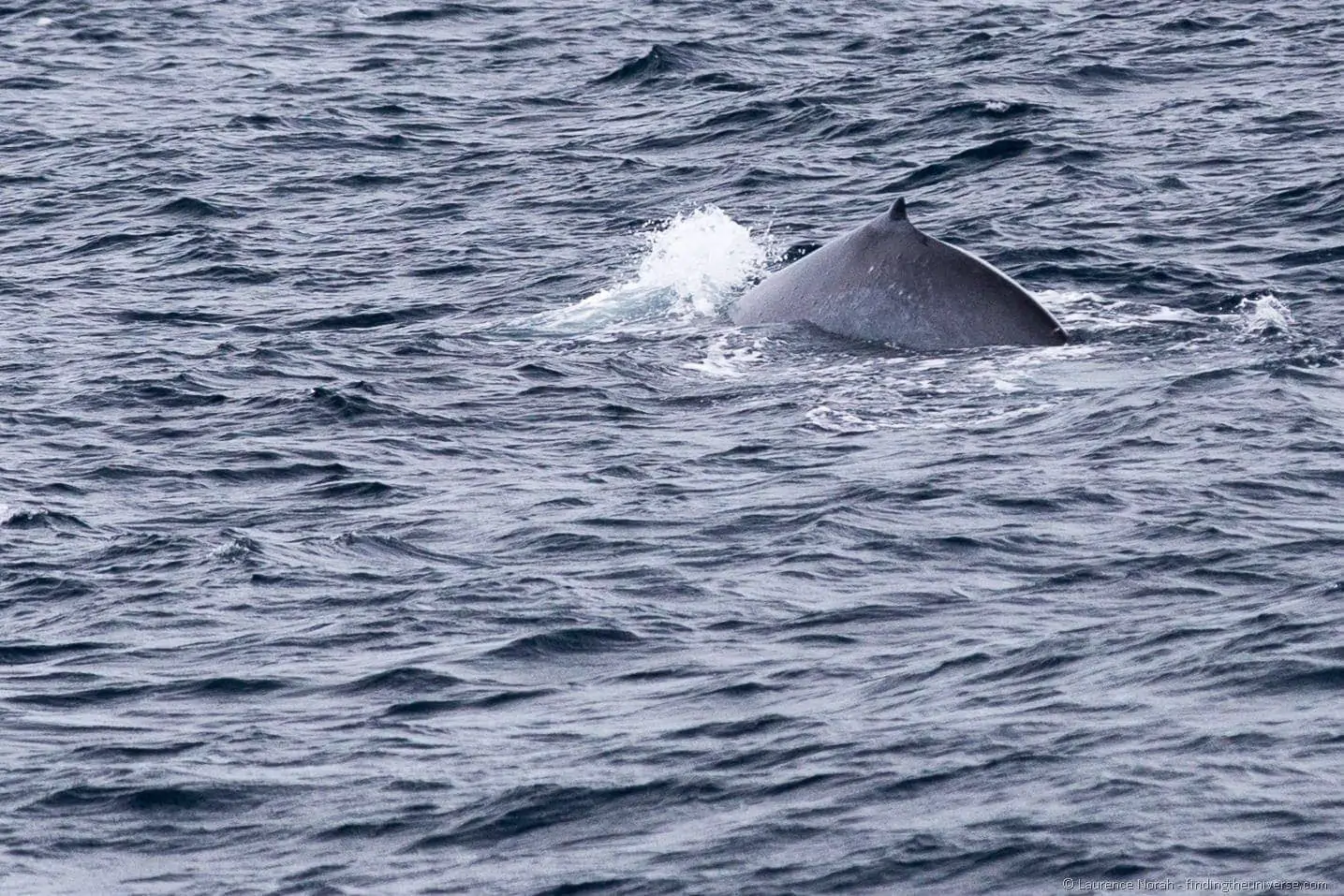 whale watching sri lanka