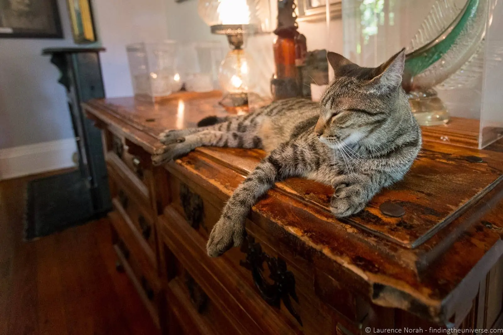Six toed hemingway cat florida Six toed hemingway cat florida