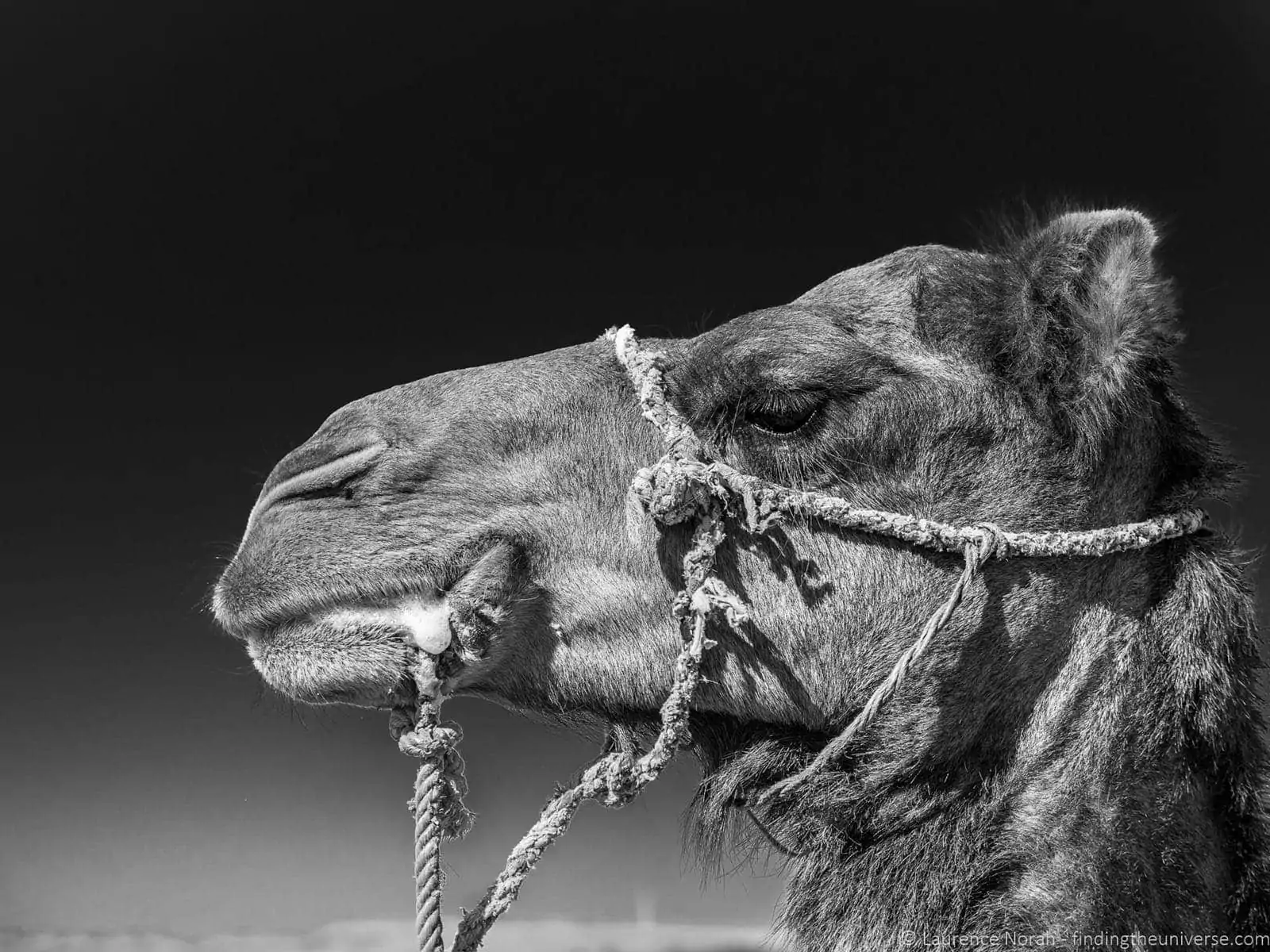 Camel profile black and white Morocco Camel profile black and white Morocco