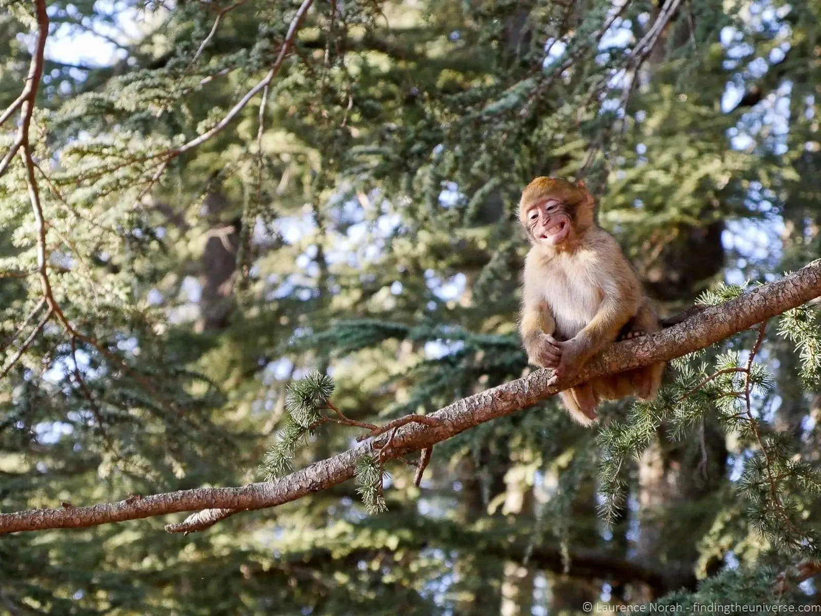 Monkey in Tree Morocco Monkey in Tree Morocco