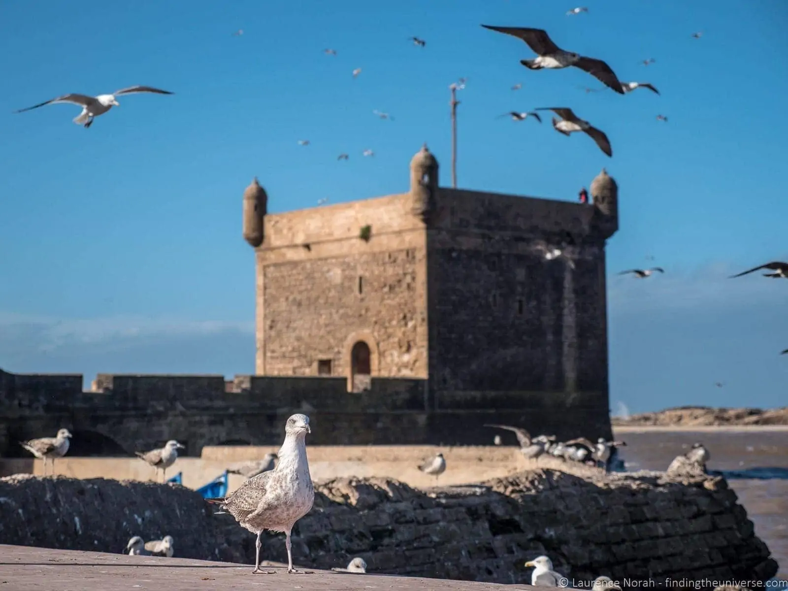 seagull Essaouira Morocco seagull Essaouira Morocco