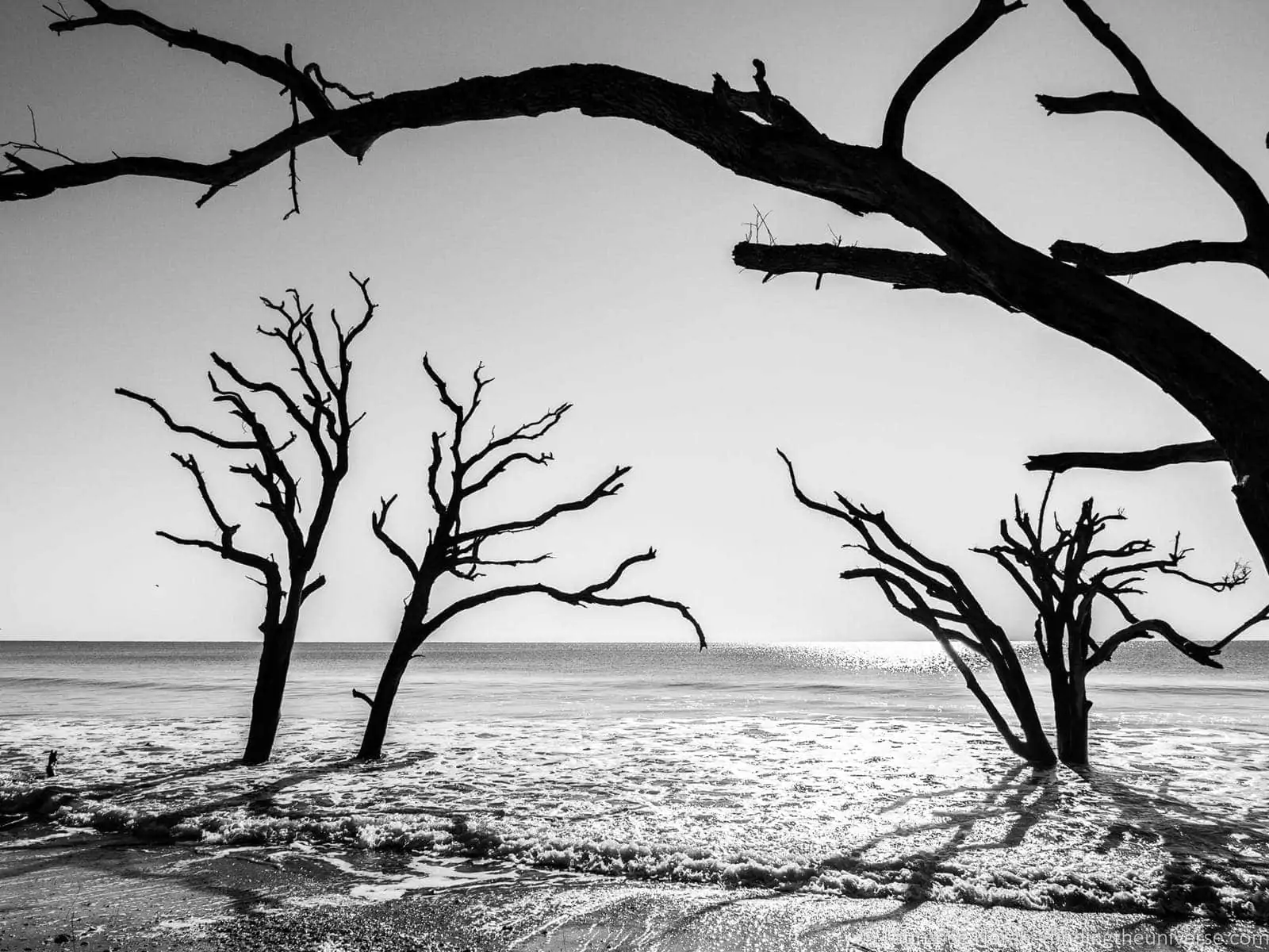 Trees on beach Botany Bay Charleston