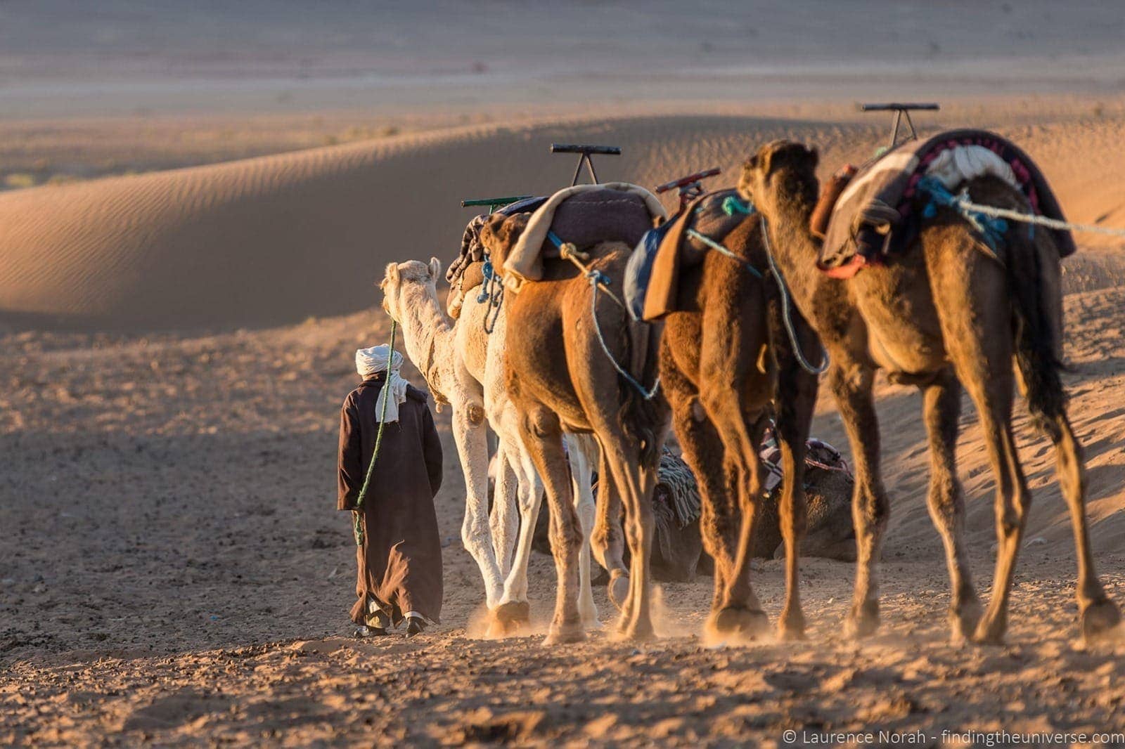 Camels and herder in desert Morocco 