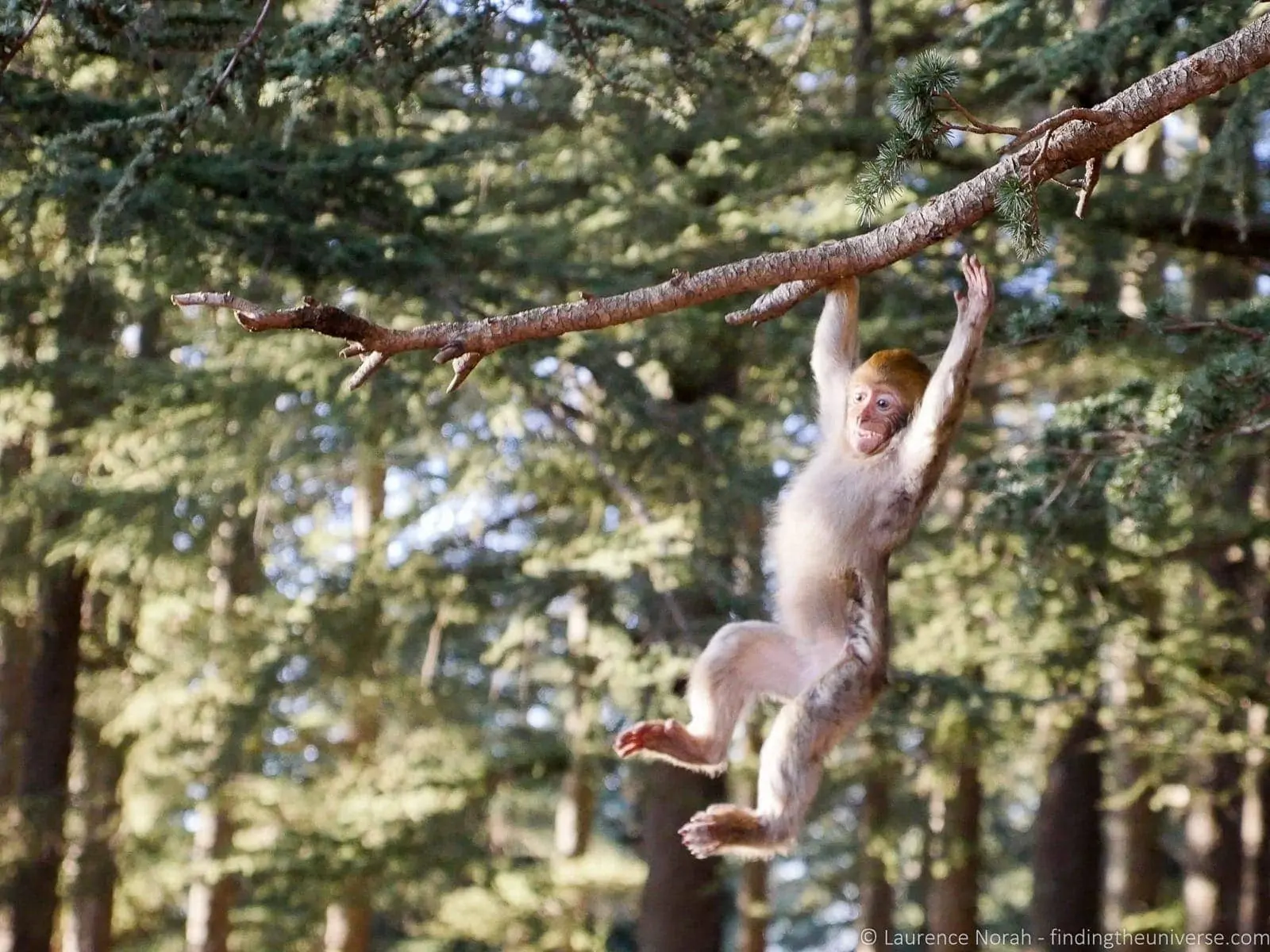 Swinging monkey Morocco Swinging monkey Morocco