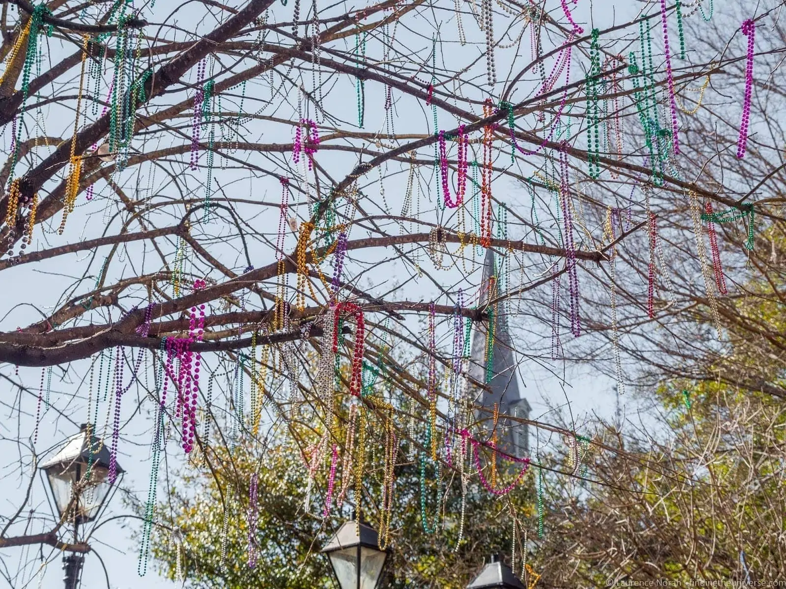 Beads in tree New Orleans Mardi Gras
