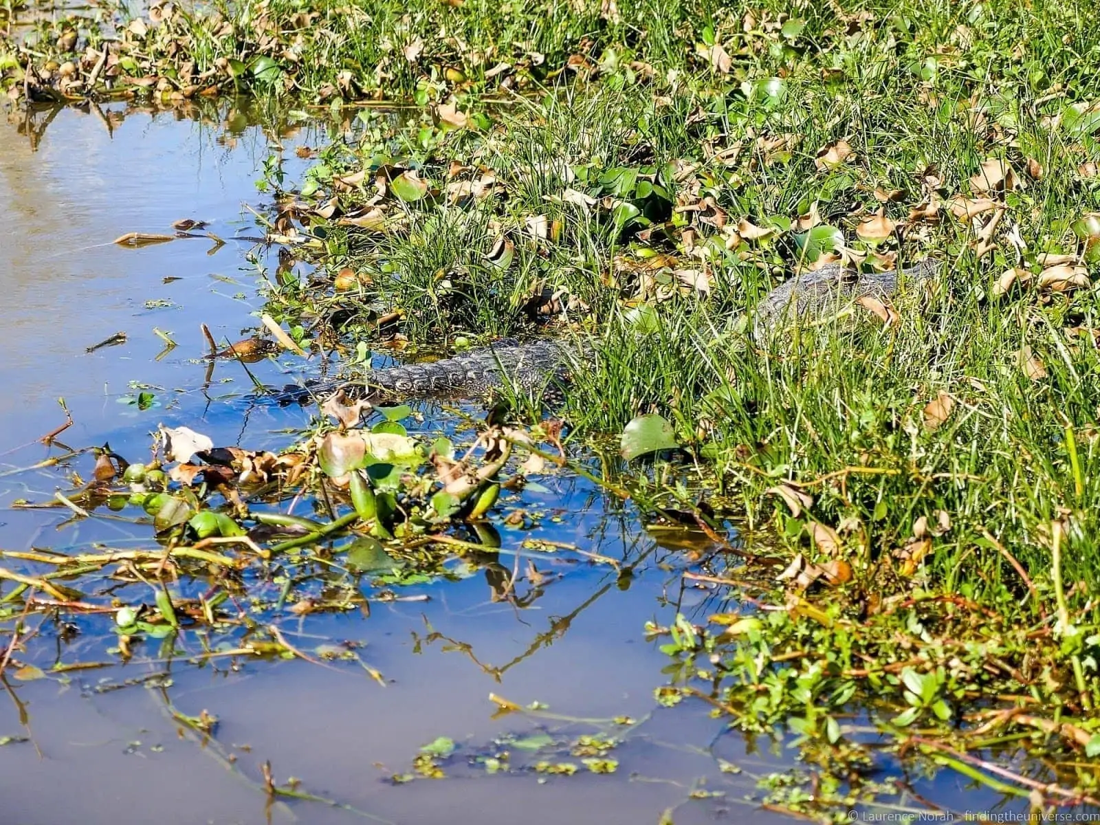 Cajun Encounters Swamp Tours New Orleans - 