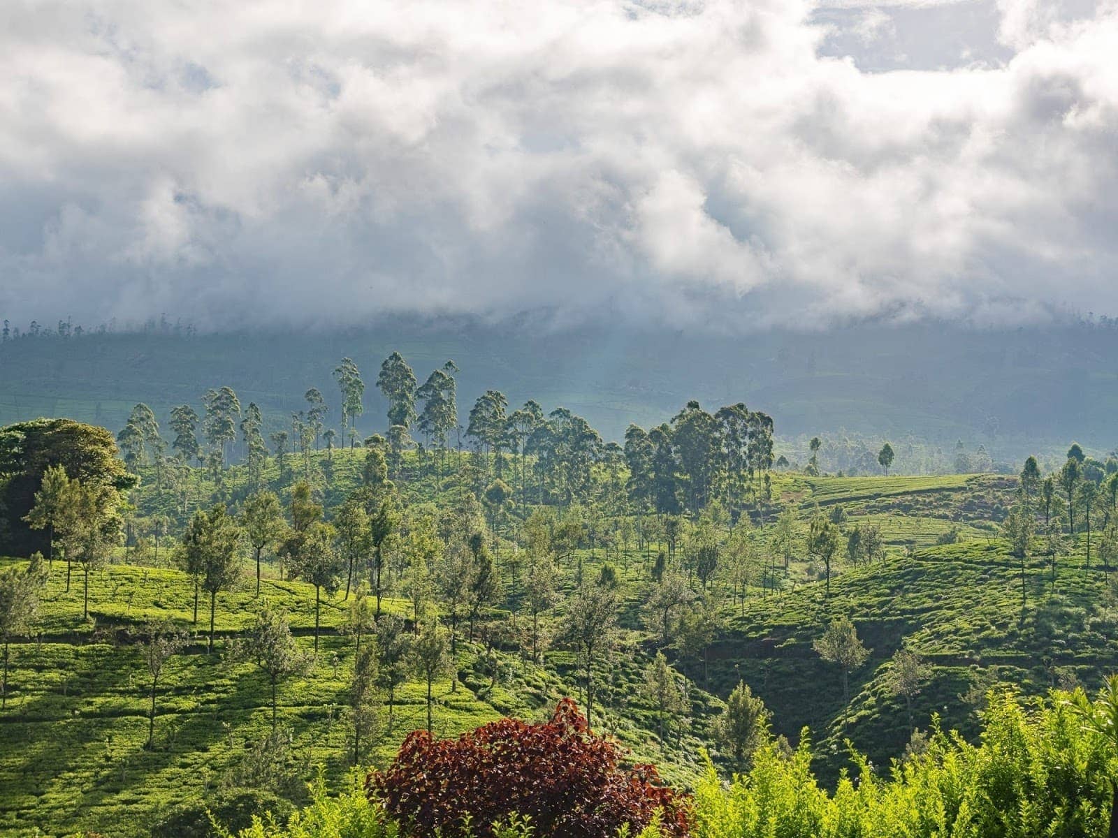 Ceylon Tea Trails Sri Lanka