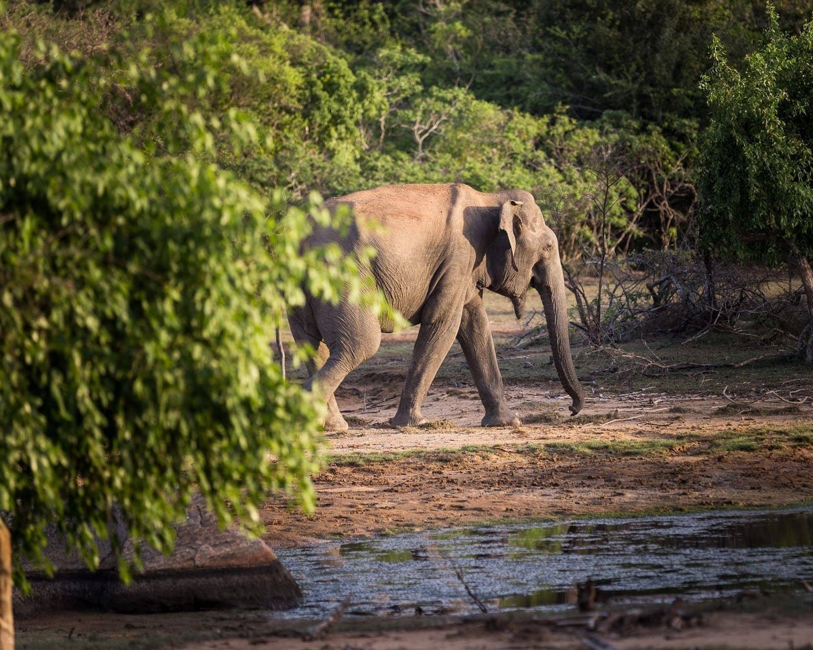 Elephant Yala National Park Sri Lanka