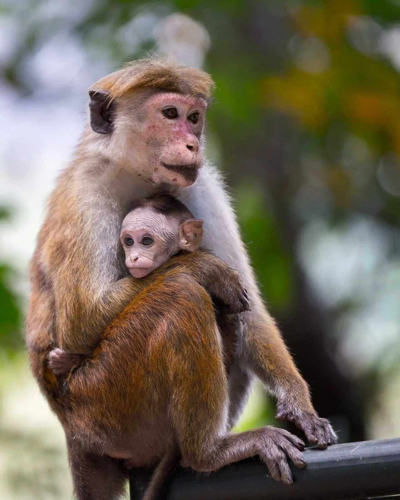 Monkey family Sri Lanka Monkey family Sri Lanka