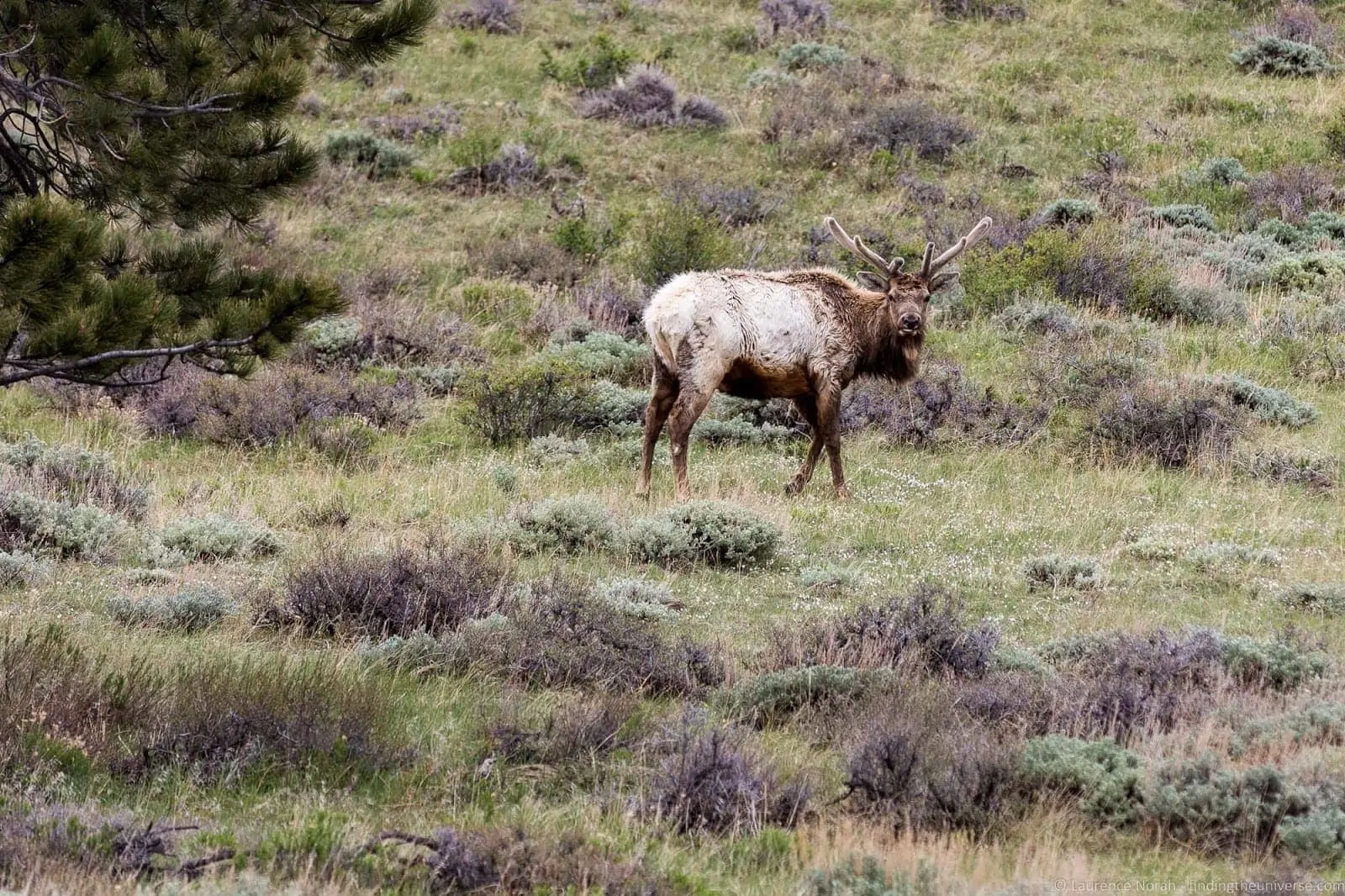 Rocky Mountain National Park Colorado Deer 3 Rocky Mountain National Park Colorado Deer 3