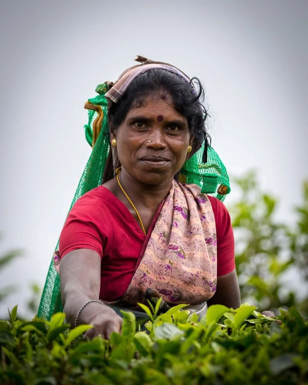 Tea picker Sri Lanka Tea picker Sri Lanka