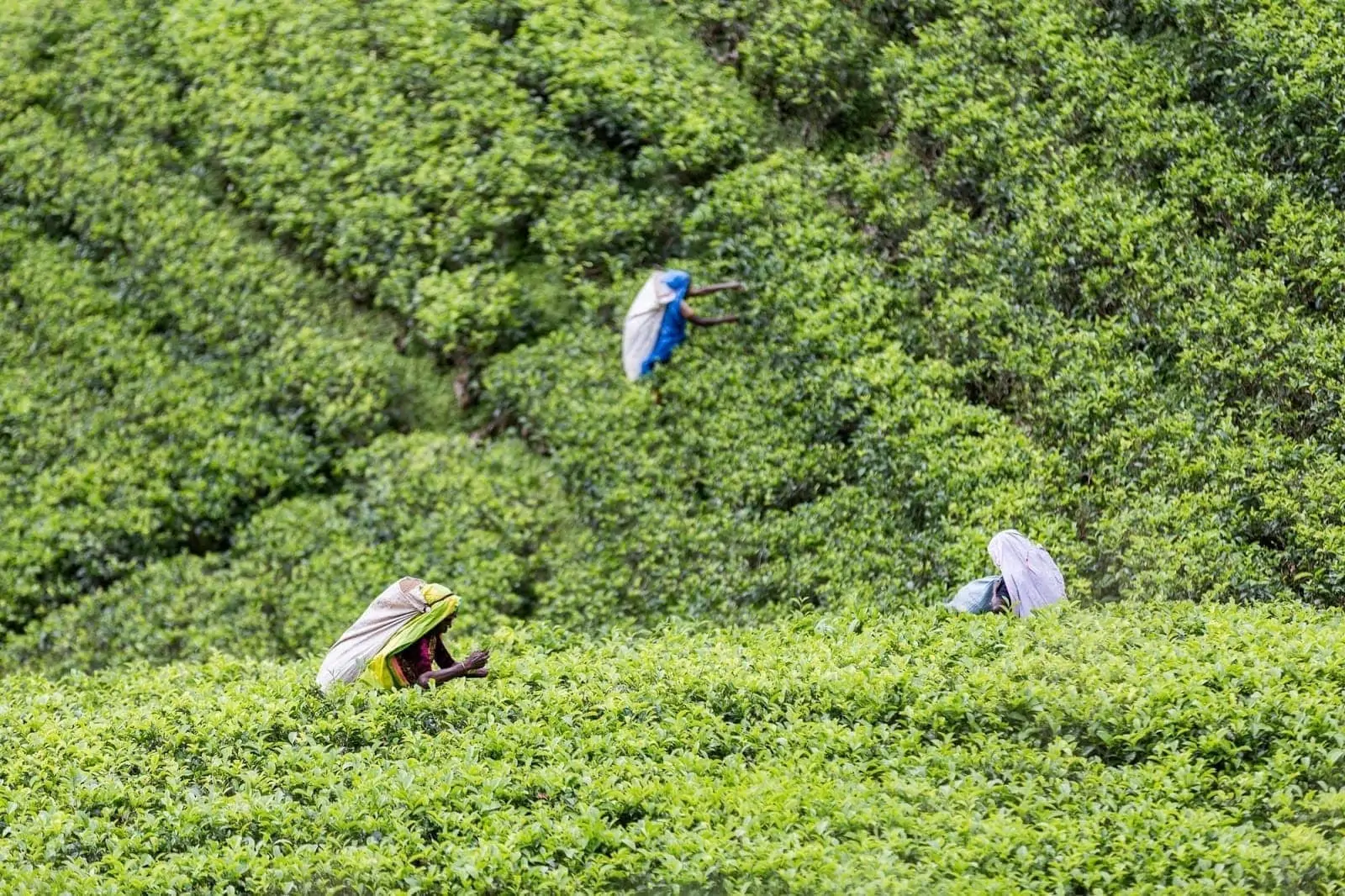 Tea pickers Sri Lanka 1 Tea pickers Sri Lanka 1