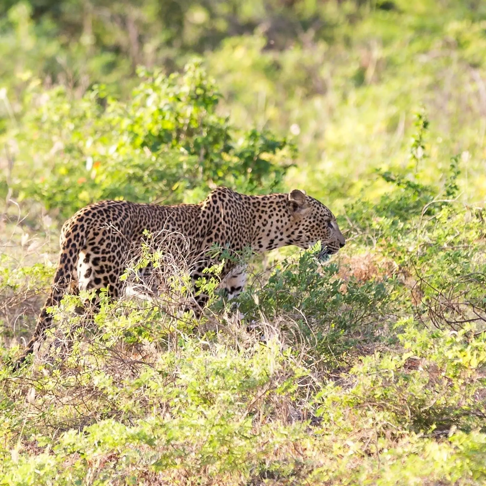 Yala National Park Sri LAnka Yala National Park Sri LAnka