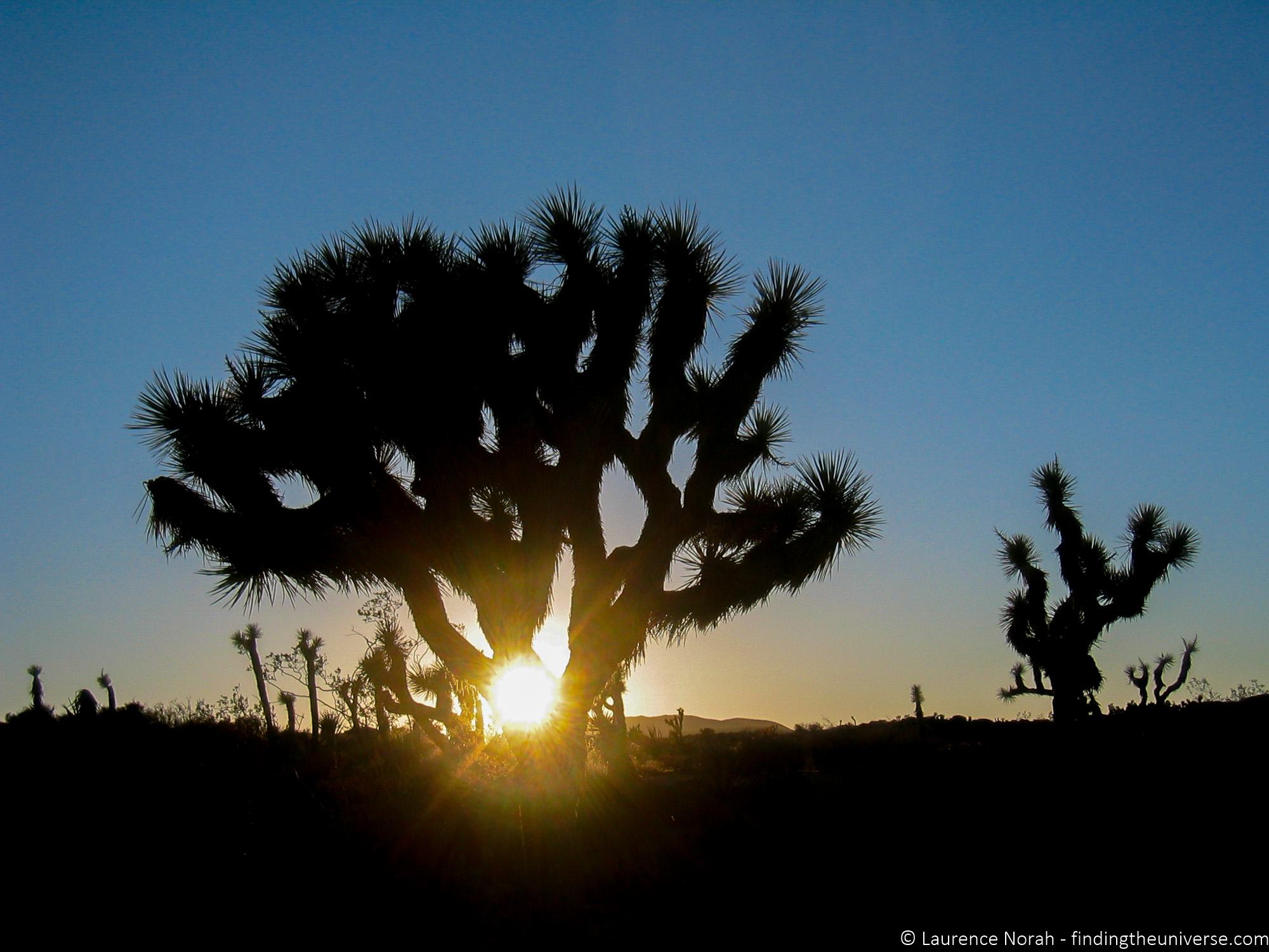 Joshua Tree