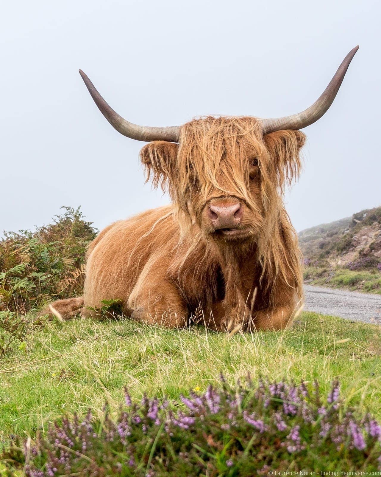 Highland Coo Scotland