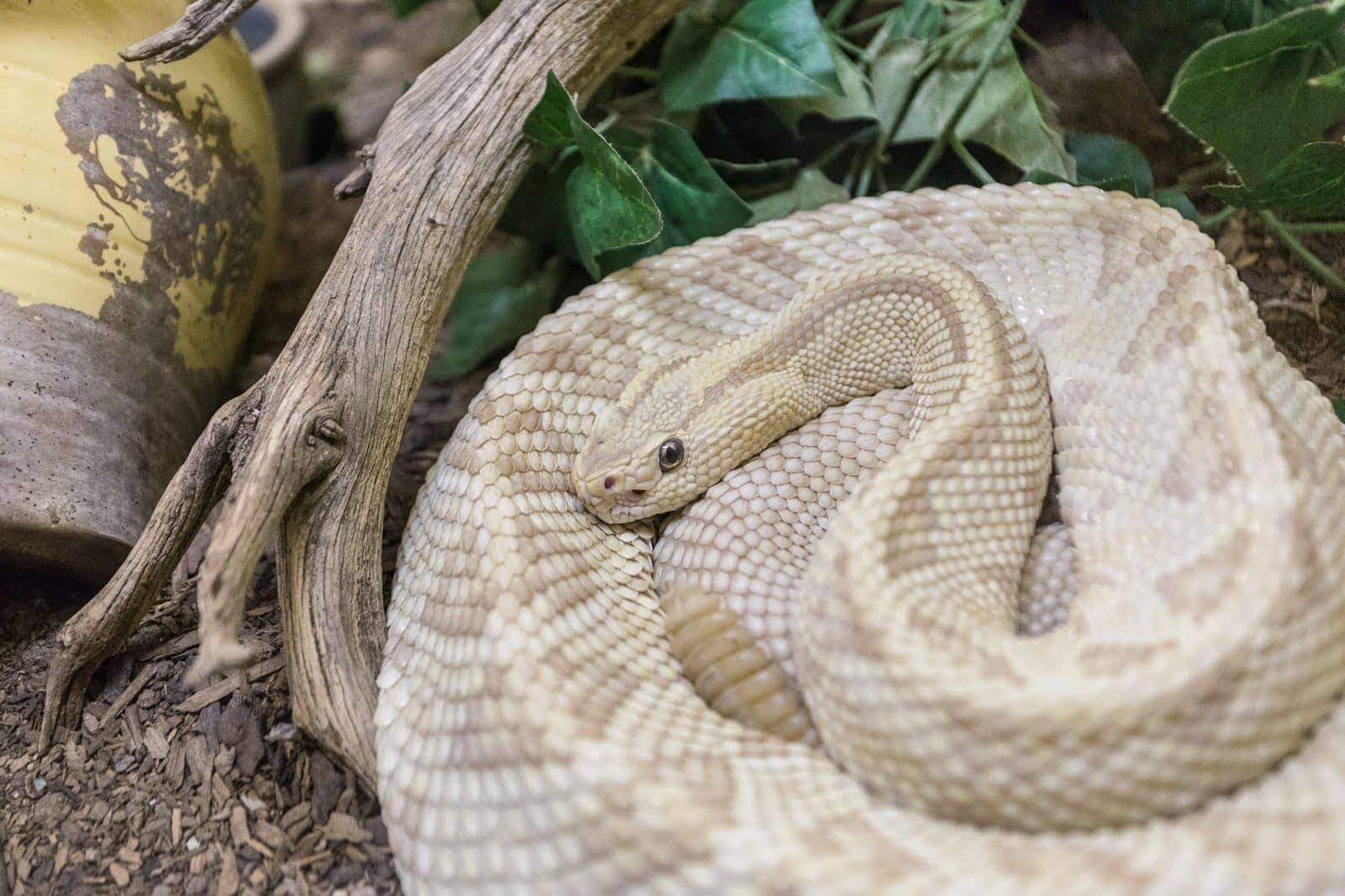 Albuquerque Rattlesnake museum_by_Laurence Norah